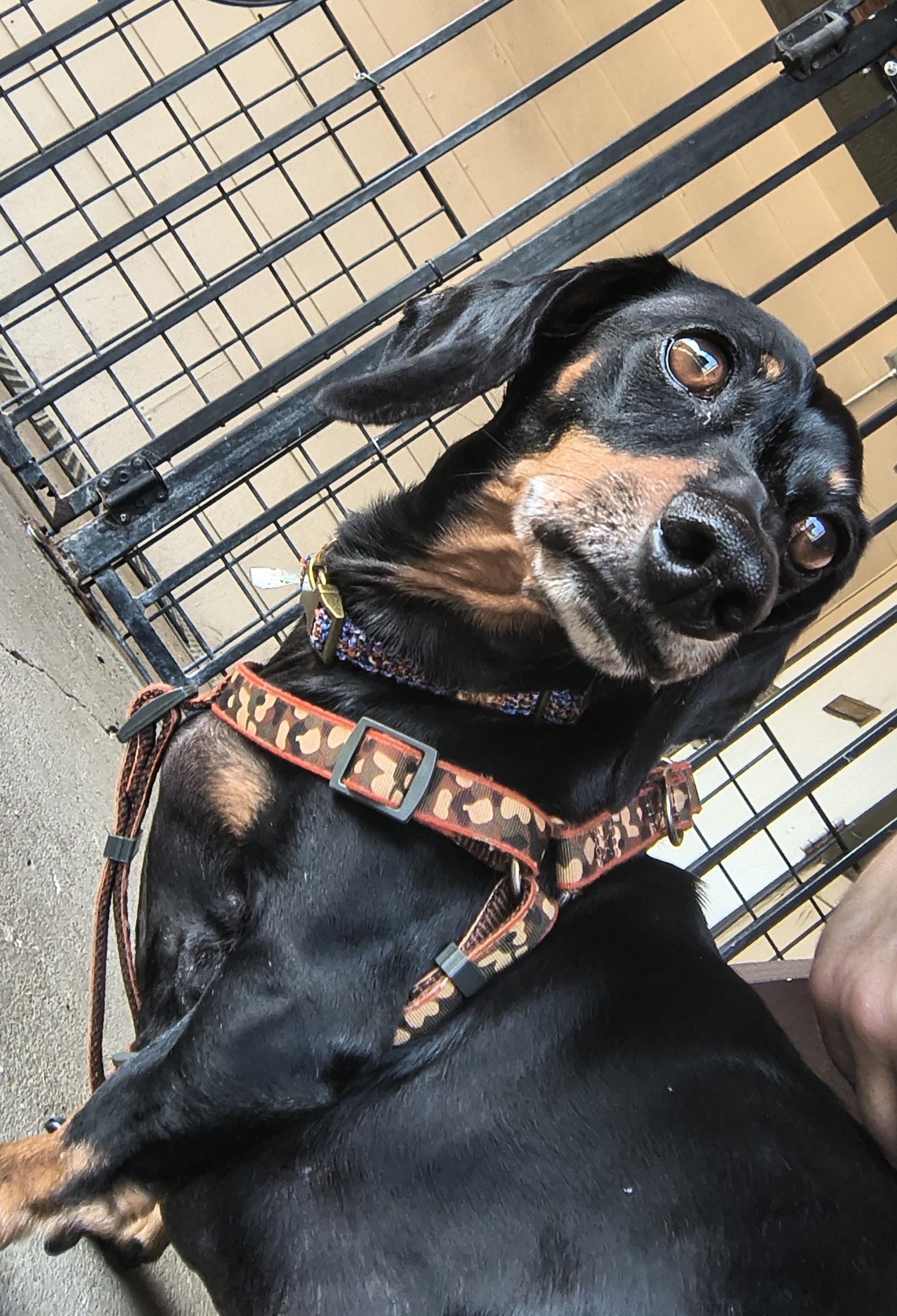 Enlarge Cosmic, an adopted Miniature Dachshund in Plano, TX image 4/5