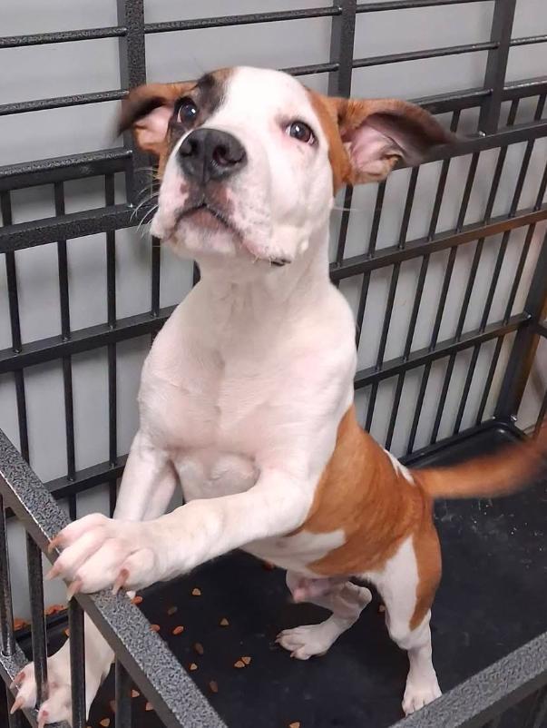 Hercules, adopted, Puppy Male American Bulldog.