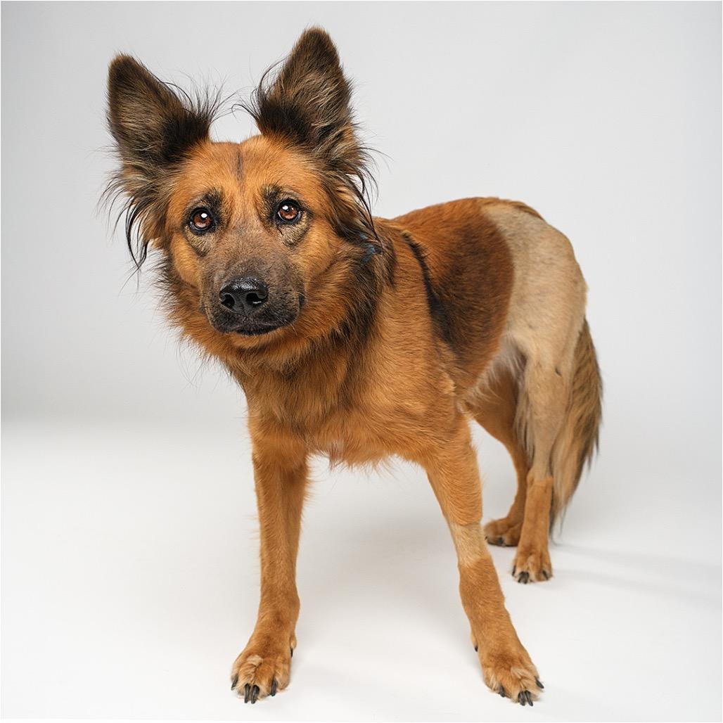 Tiger Lily, Adoptable, Adult Female Shepherd.