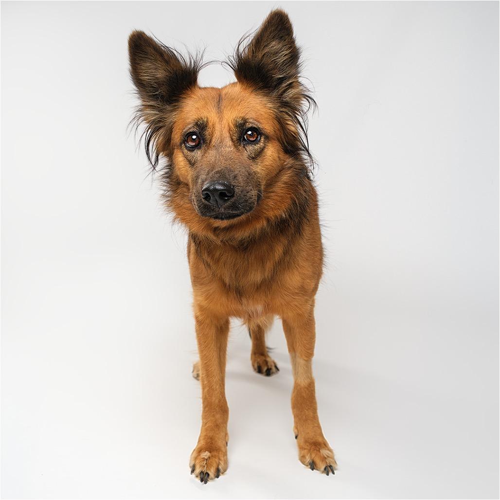Enlarge Tiger Lily, a Adoptable Shepherd in Palm Springs, CA image 2/3