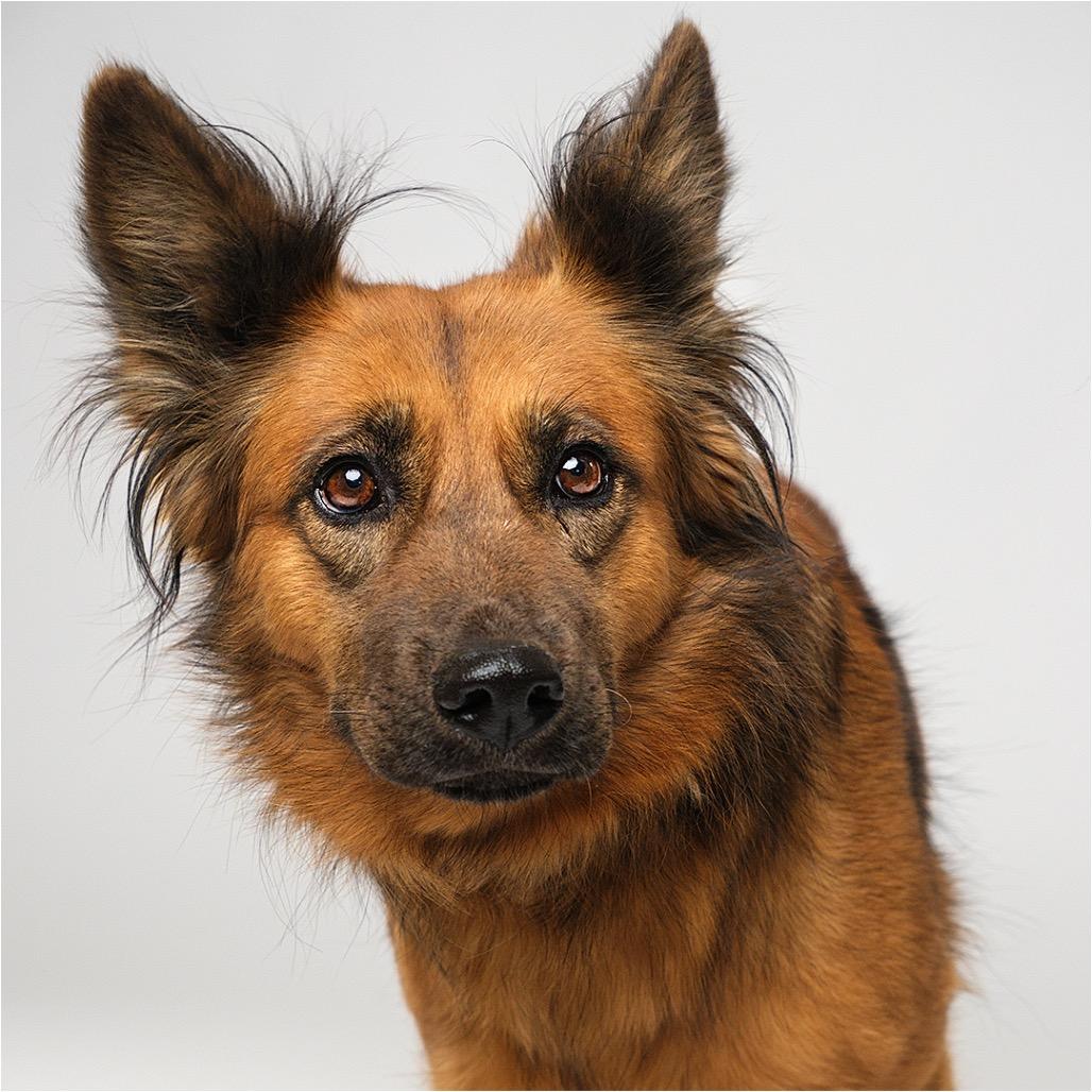Enlarge Tiger Lily, a Adoptable Shepherd in Palm Springs, CA image 3/3