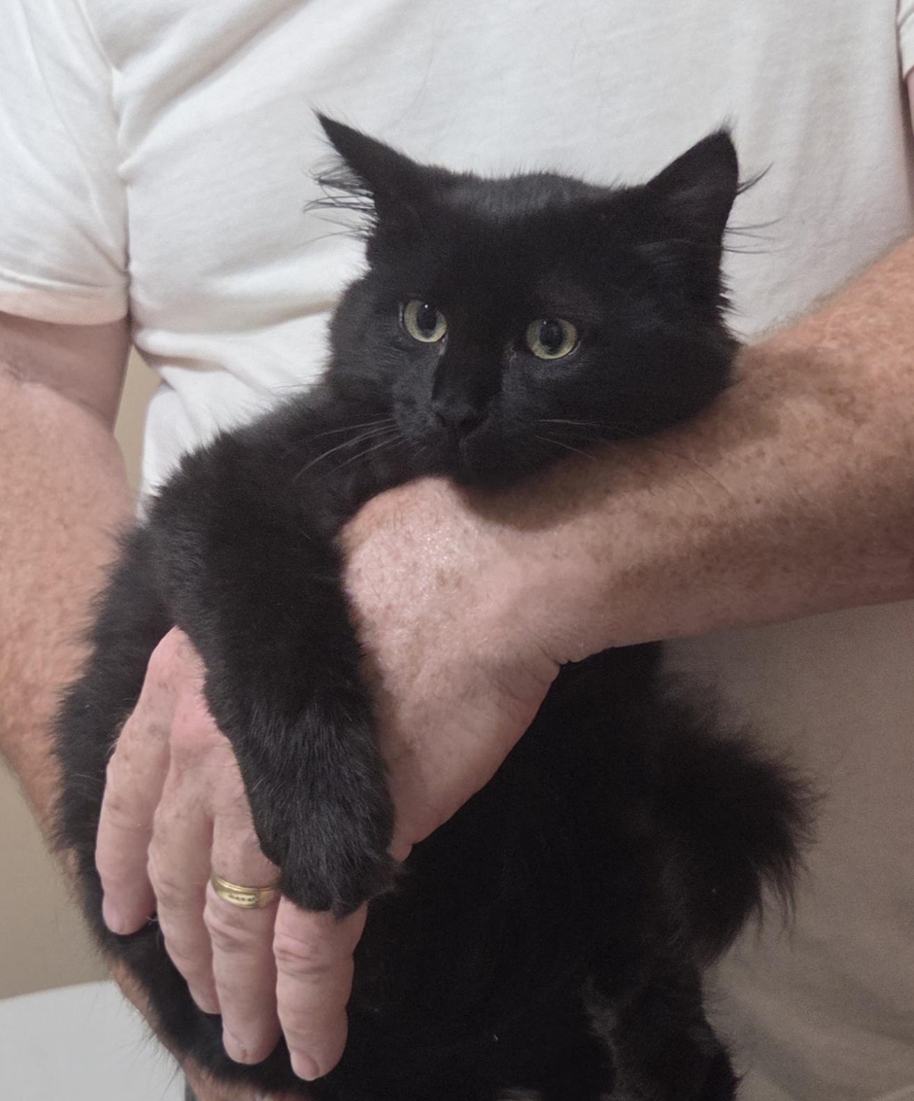 Enlarge ACE, a Adoptable mixed breed in Harrison, MI image 3/3