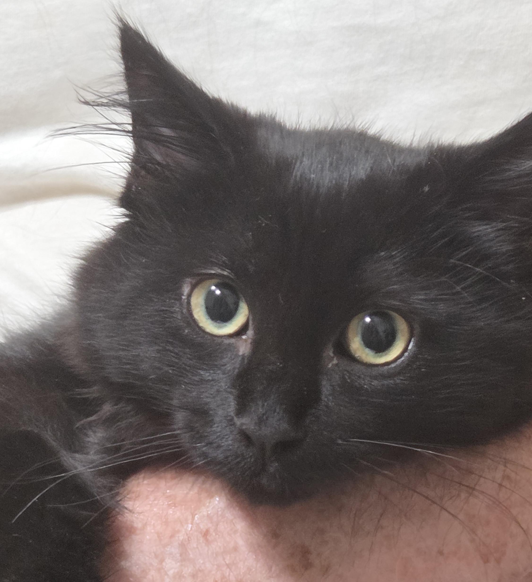 Enlarge ACE, a Adoptable mixed breed in Harrison, MI image 1/3