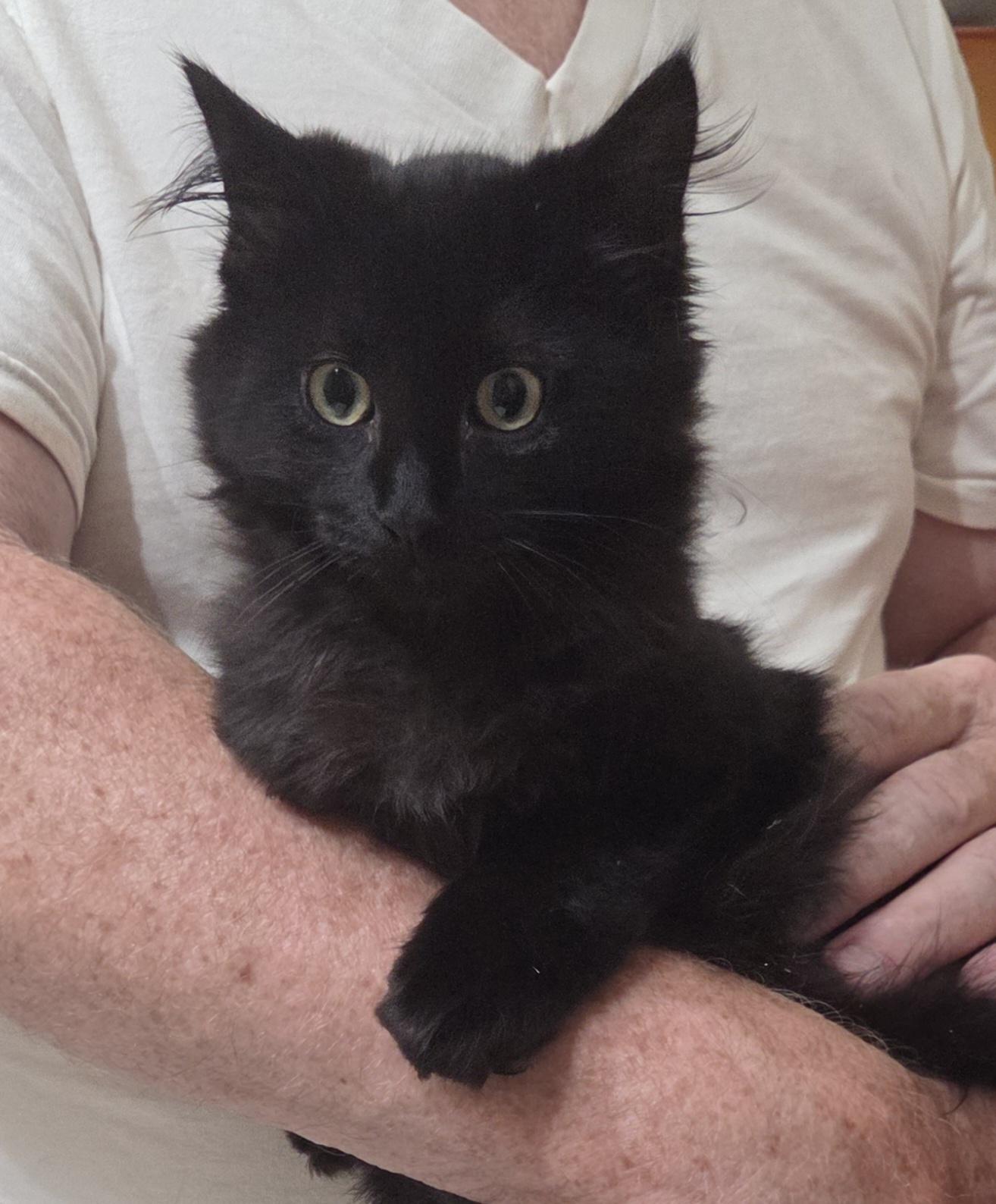 Enlarge ACE, a Adoptable mixed breed in Harrison, MI image 2/3