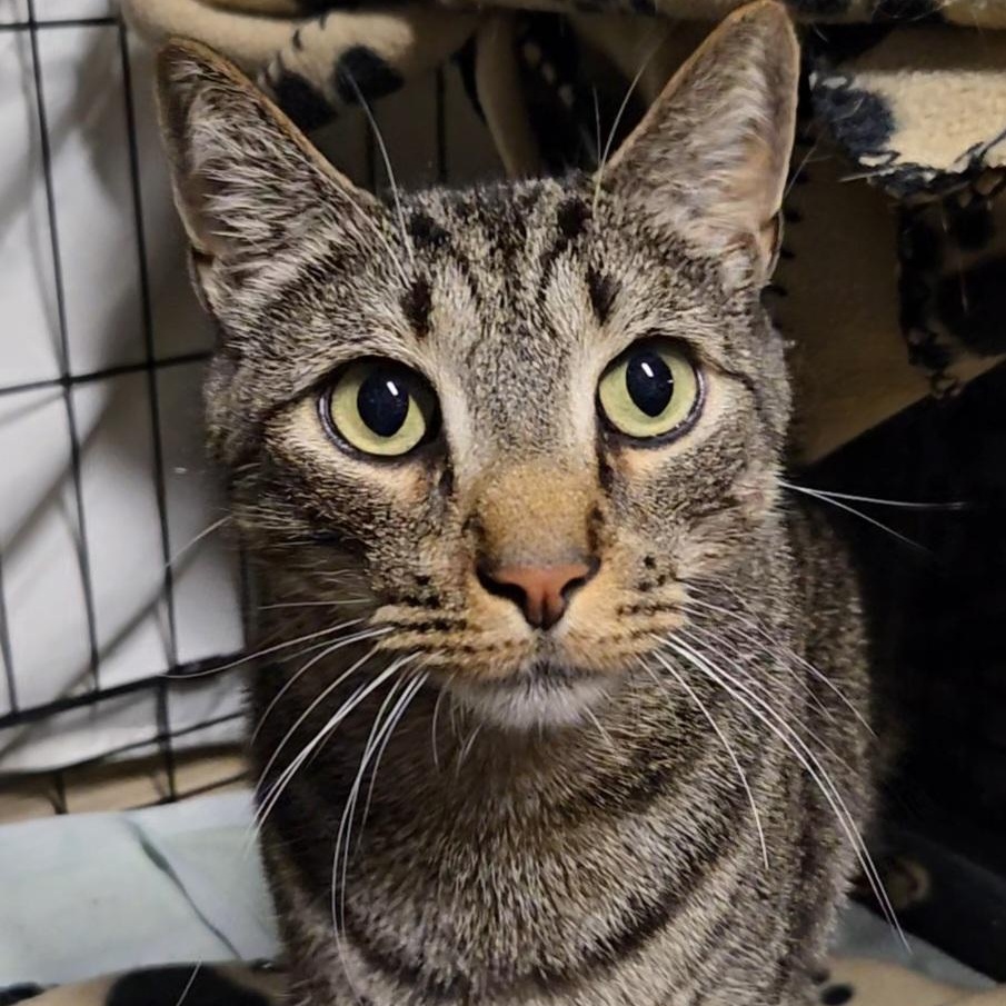Enlarge Dezi Boy, a ADOPTABLE Domestic Short Hair in Kenhorst, PA image 1/1