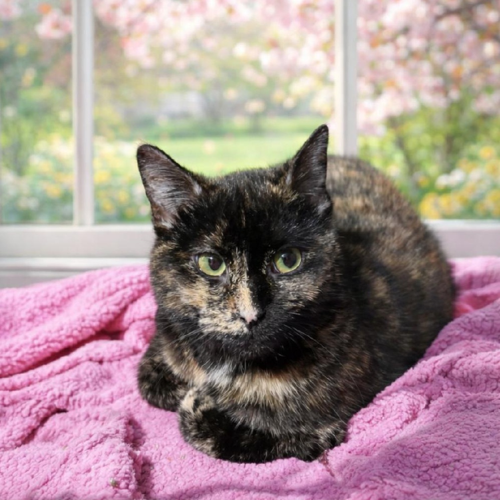 Enlarge AUTUMN, a ADOPTABLE Domestic Short Hair in Gresham, WI image 1/1
