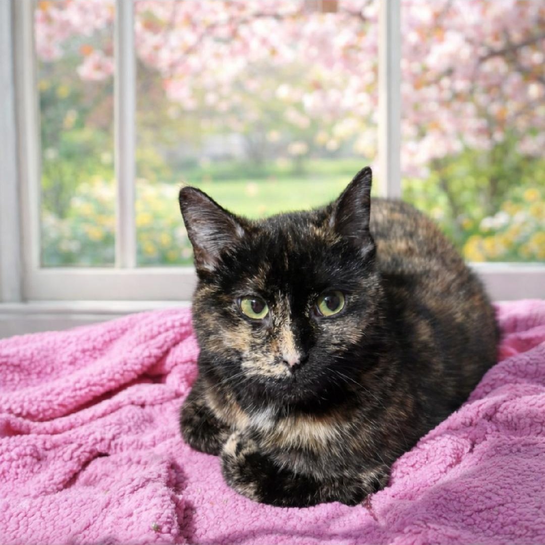 Enlarge AUTUMN, a ADOPTABLE Domestic Short Hair in Gresham, WI image 1/1