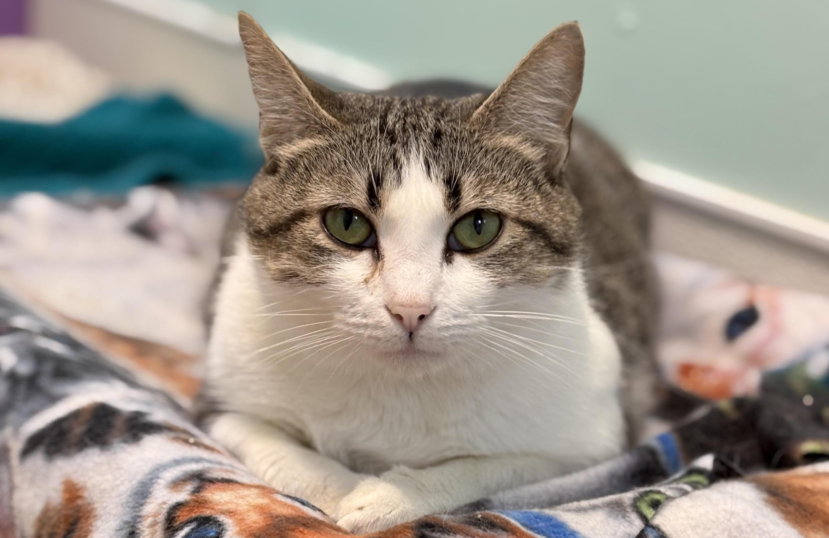 Janet, adoptable, Adult Female Domestic Short Hair.