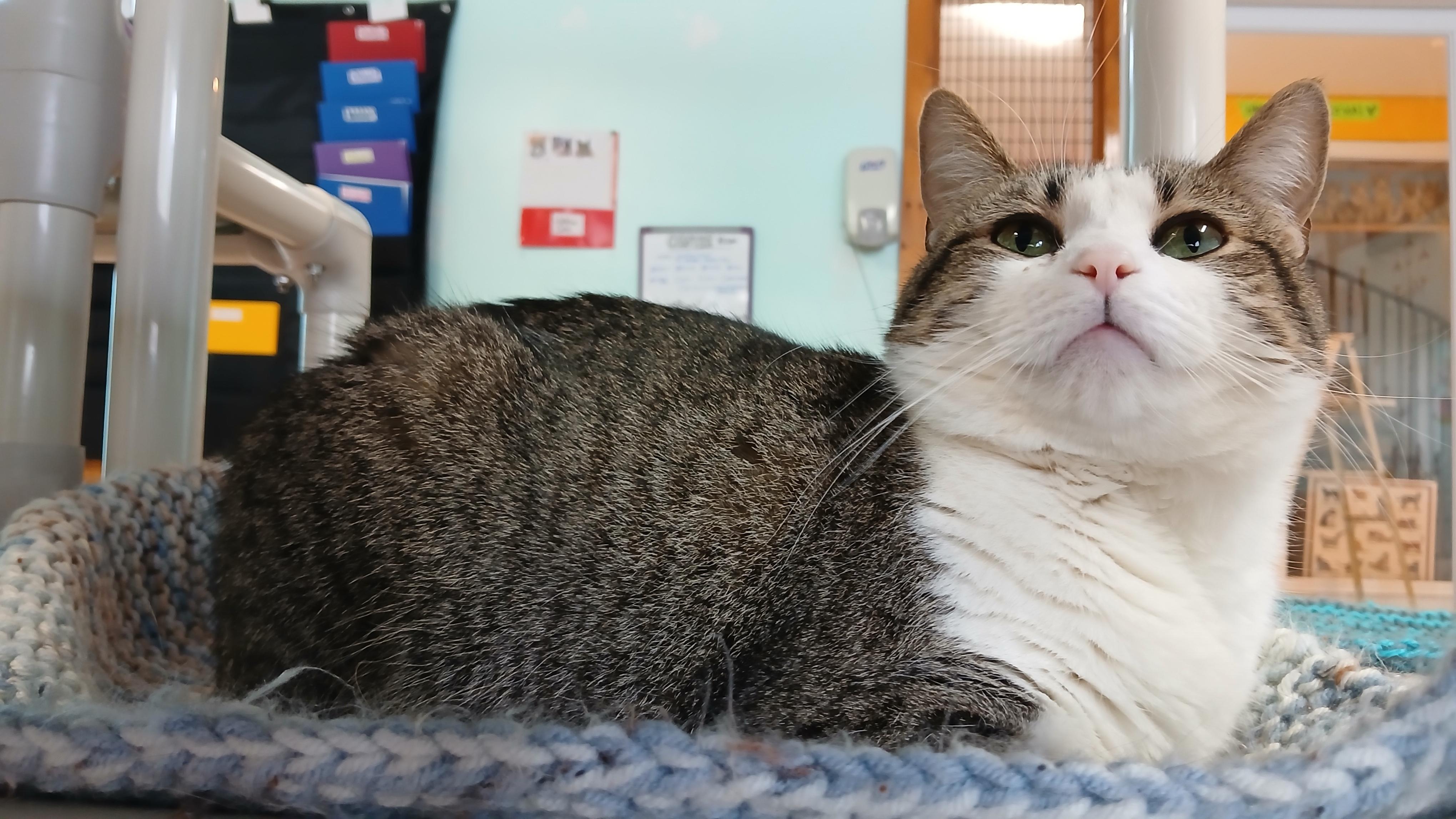 Janet, an adoptable Domestic Short Hair in Cullowhee, NC image 4/6