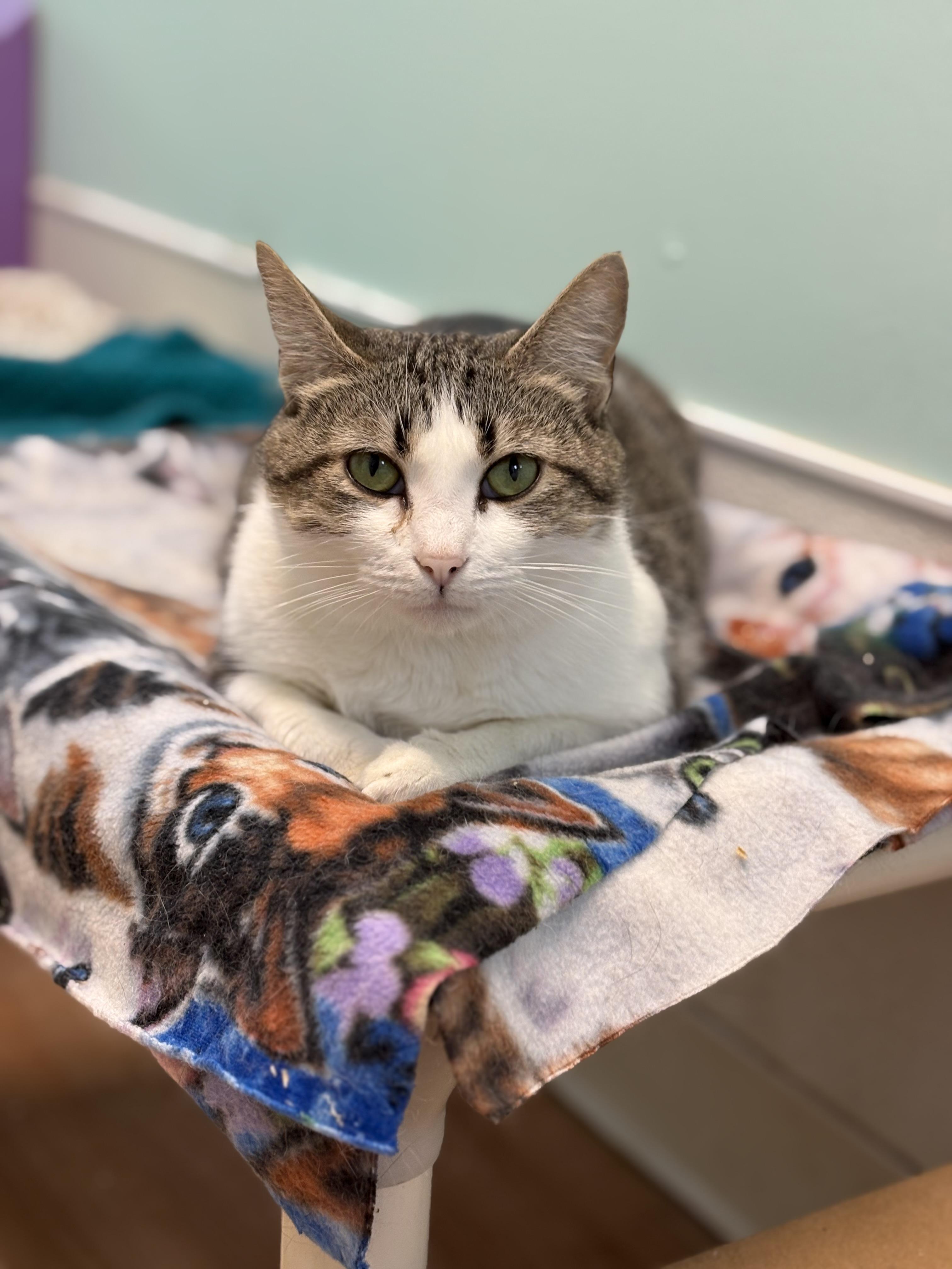 Enlarge Janet, a Adoptable Domestic Short Hair in Cullowhee, NC image 1/1
