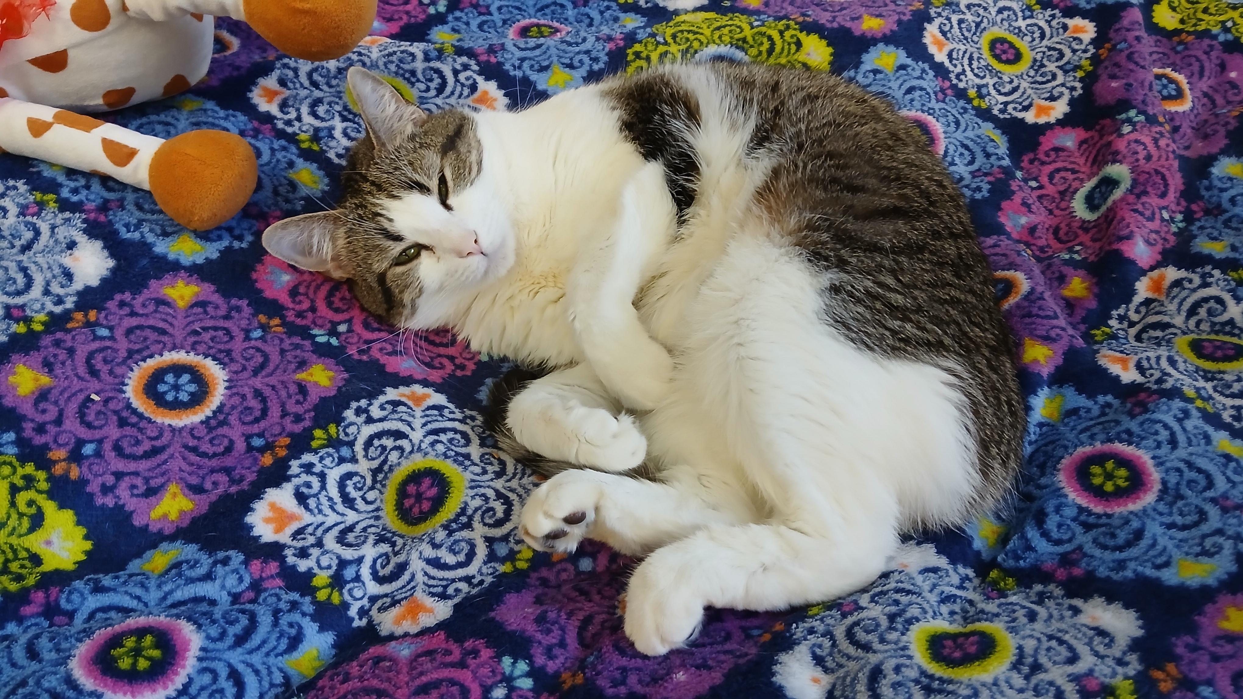 Janet, an adoptable Domestic Short Hair in Cullowhee, NC image 3/6