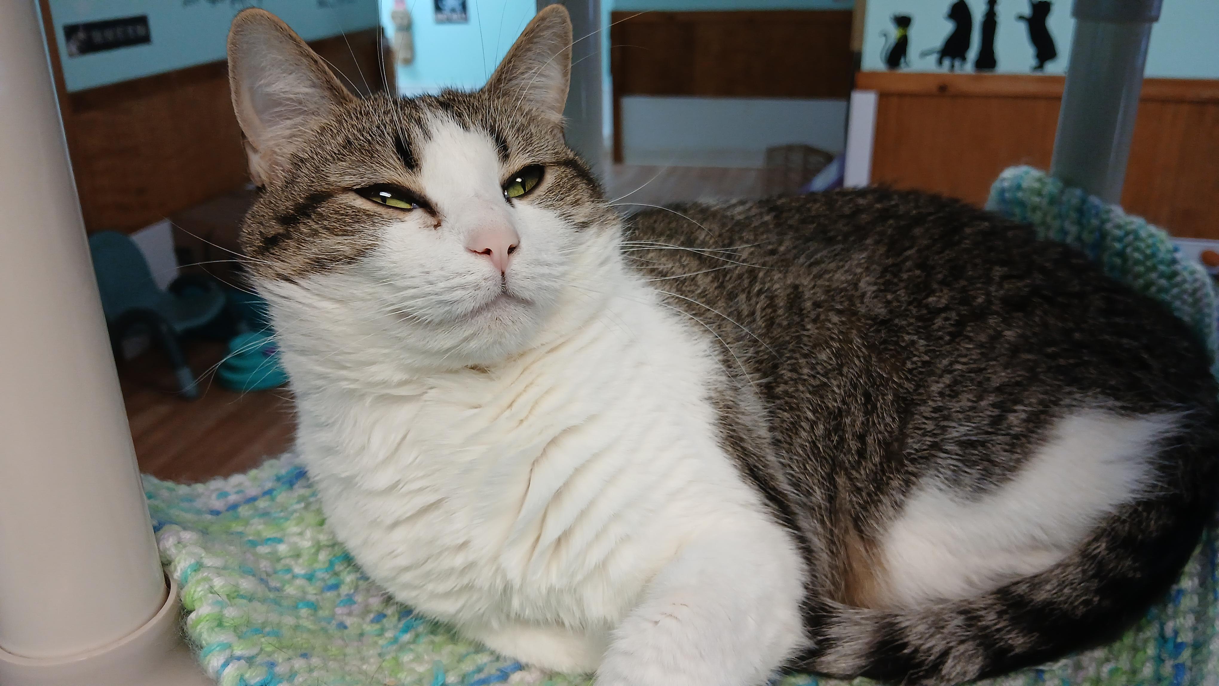 Janet, an adoptable Domestic Short Hair in Cullowhee, NC image 6/6