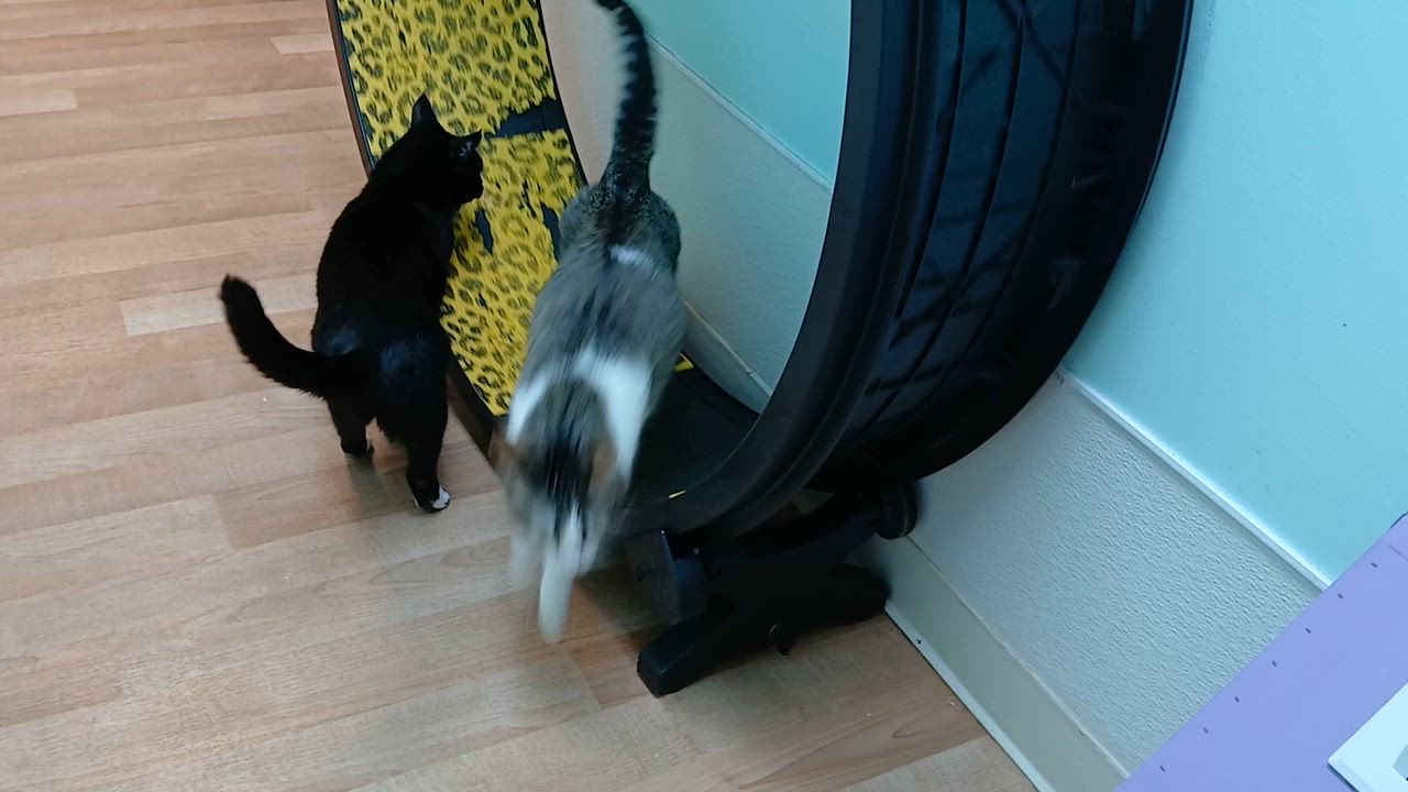 Enlarge Janet, an adoptable Domestic Short Hair in Cullowhee, NC video 2/6