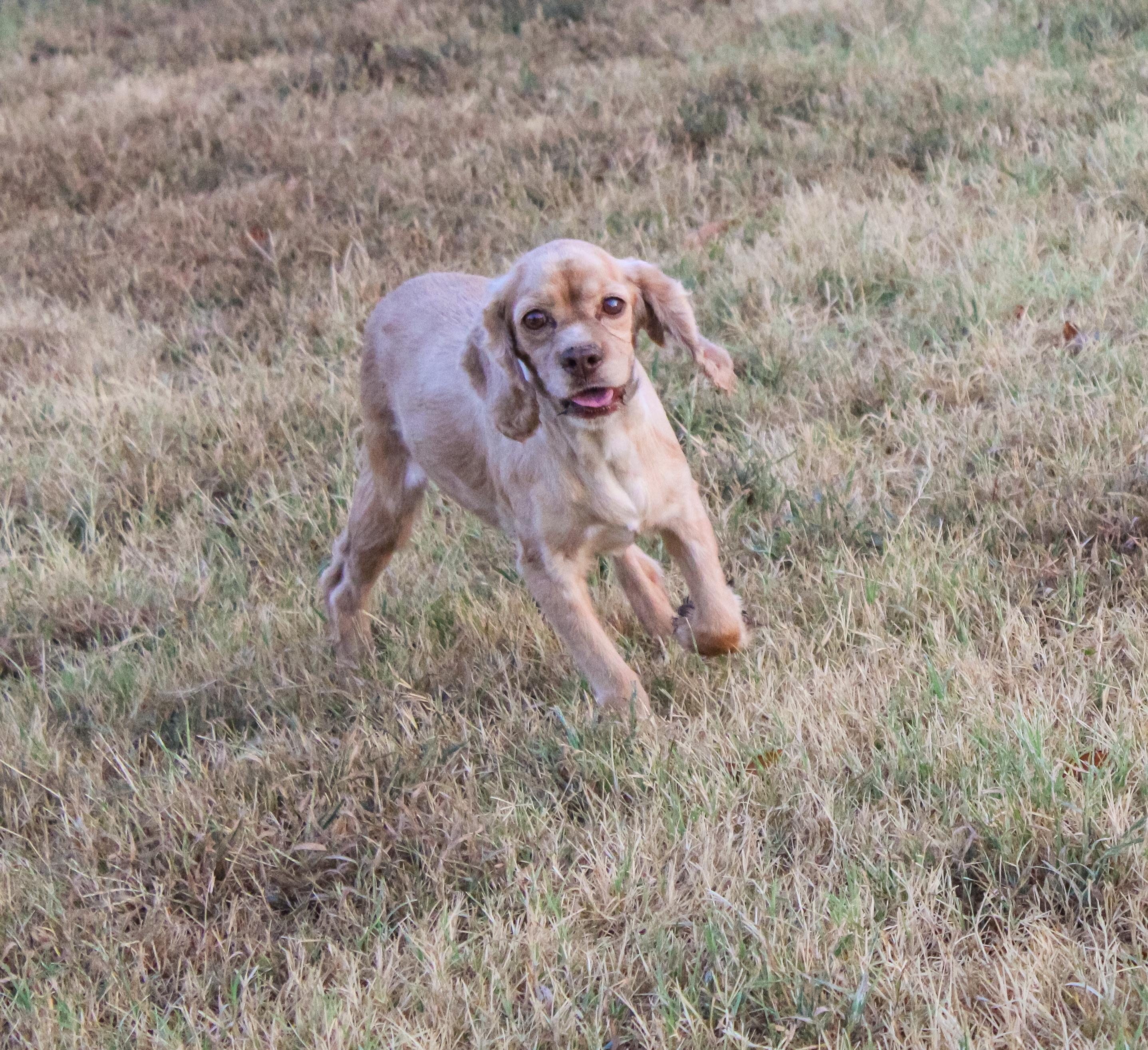 Enlarge Rose, a ADOPTABLE Cocker Spaniel in Neosho, MO image 3/3