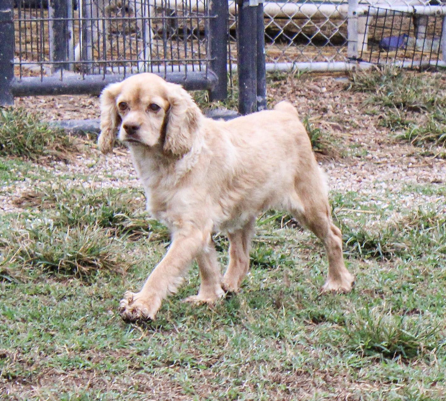 Rose, Adoptable, Adult Female Cocker Spaniel.