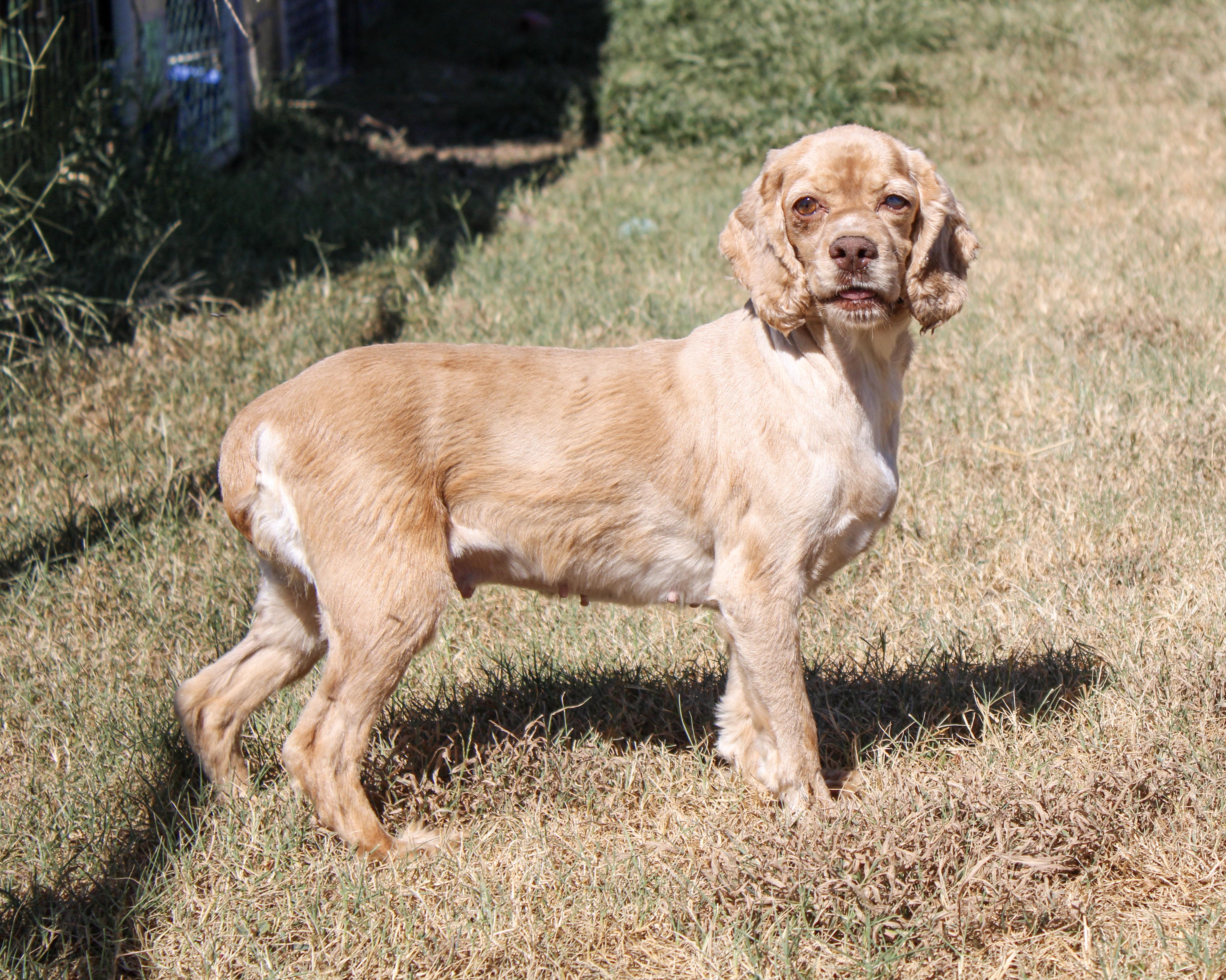 Enlarge Rose, a ADOPTABLE Cocker Spaniel in Neosho, MO image 2/3
