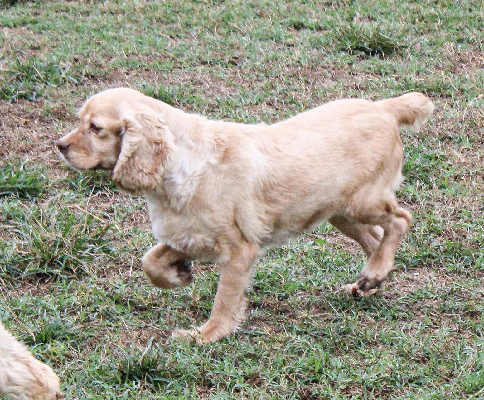 Enlarge Rose, a Adoptable Cocker Spaniel in Neosho, MO image 2/4