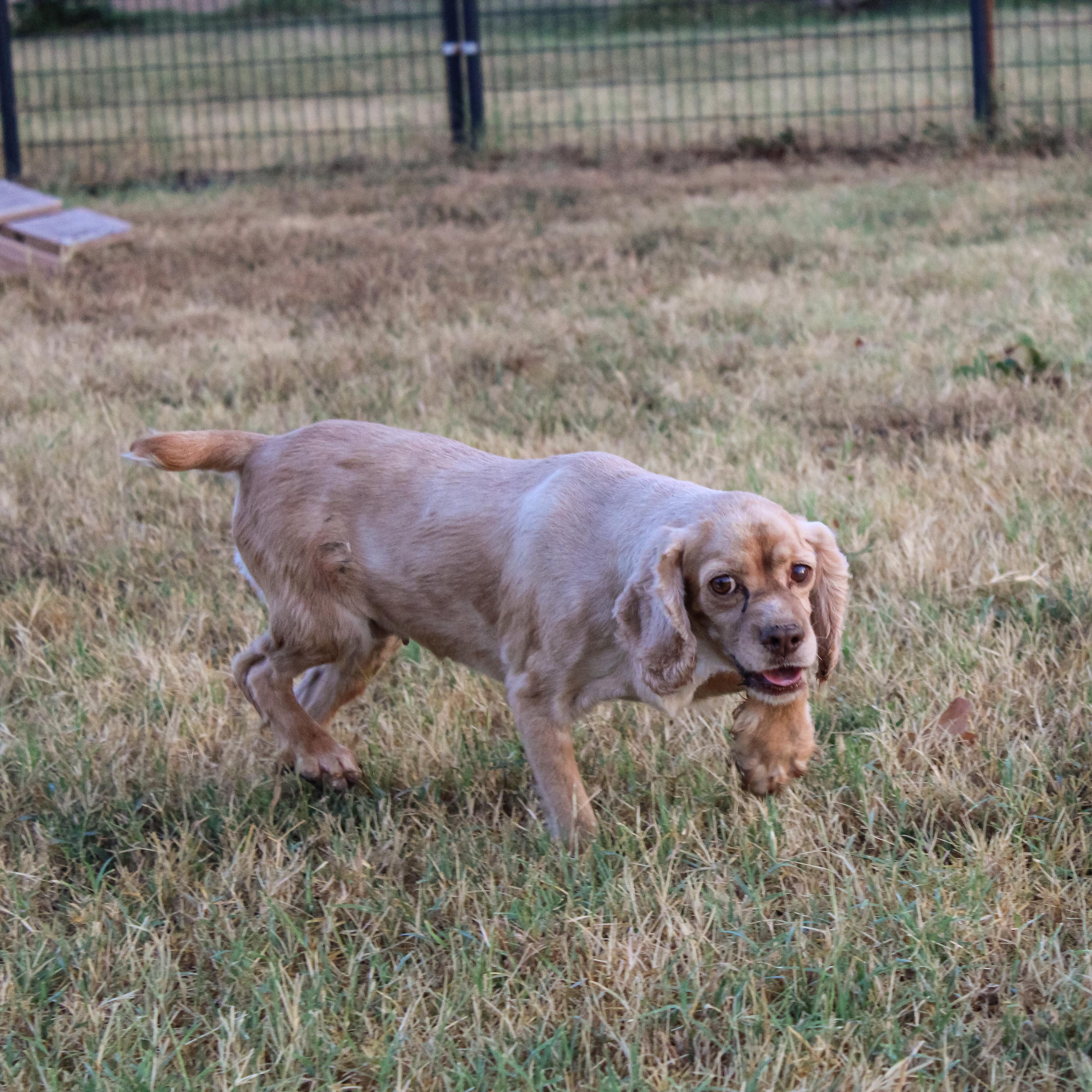 Rose, ADOPTABLE, Adult Female Cocker Spaniel.