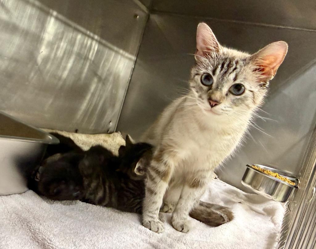 Enlarge Mystique, a Adoptable Siamese in Murray, KY image 1/1