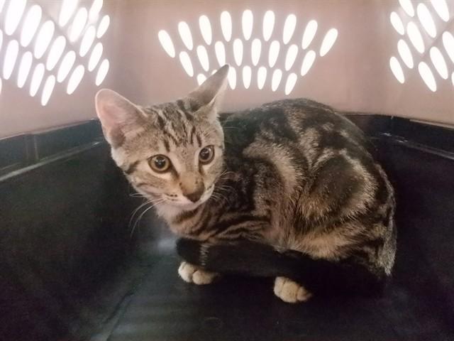 DECAN, Adoptable, Kitten Male American Shorthair & Domestic Short Hair.