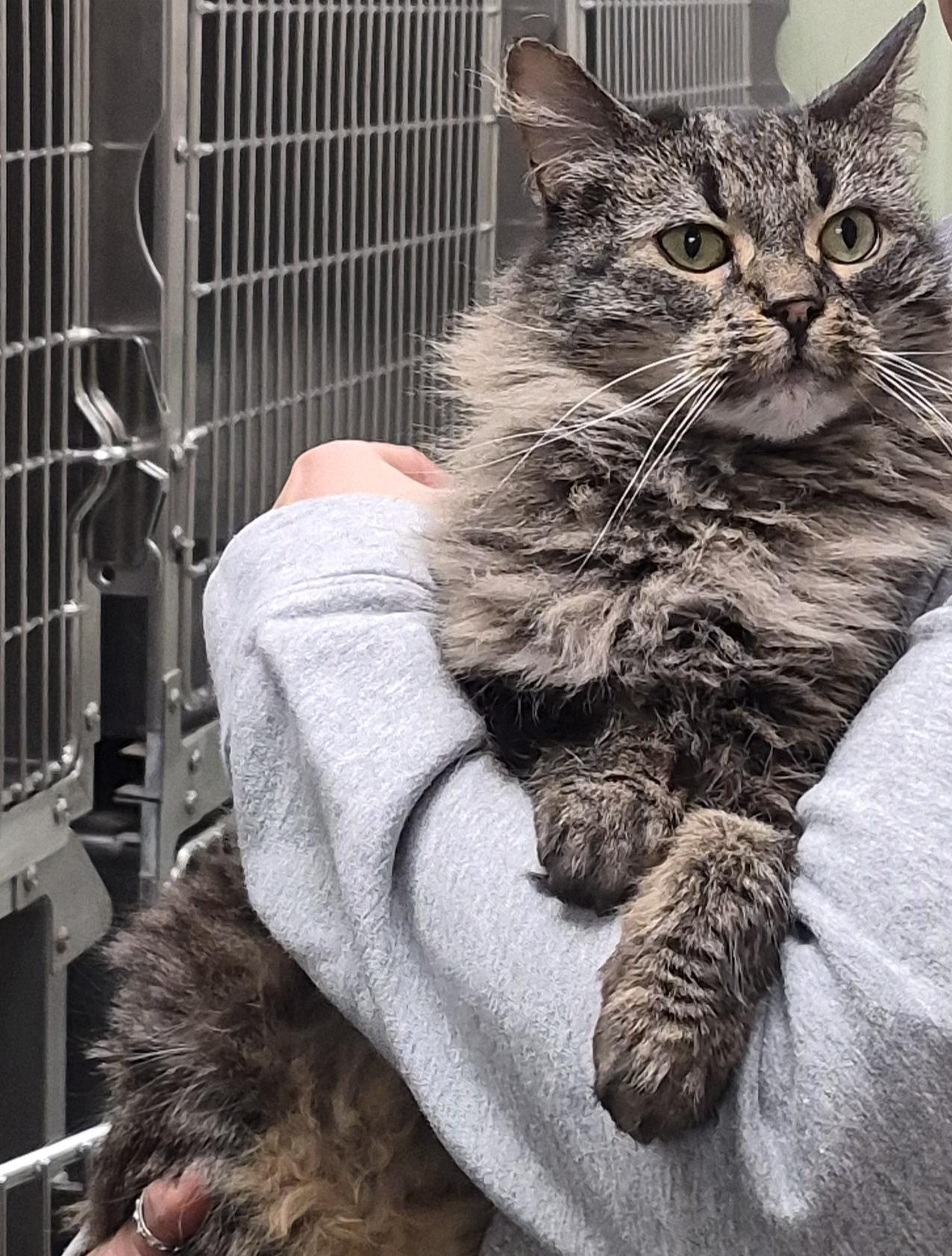 willow, ADOPTABLE, Senior Female Domestic Medium Hair.