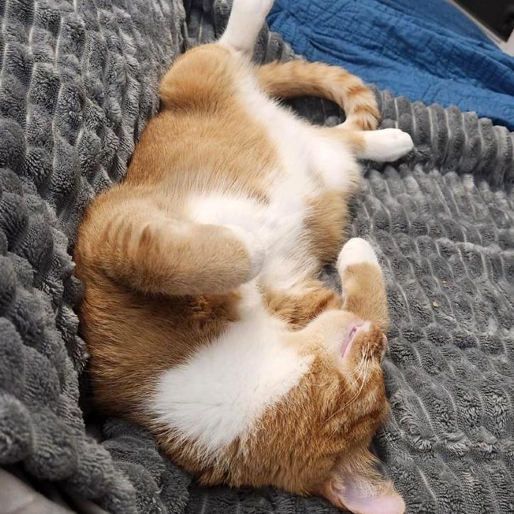 Sherbert, Adoptable, Young Male Domestic Short Hair.
