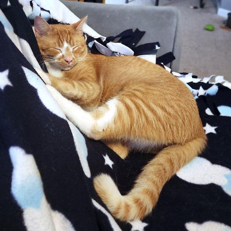 Sherbert, a Adoptable Domestic Short Hair in Fairfax, VA image 2/6