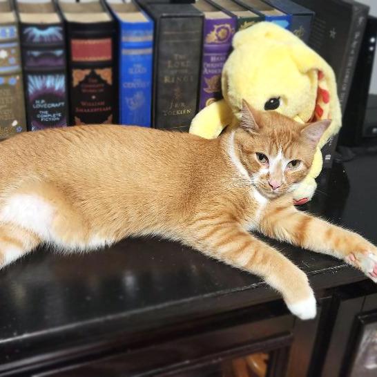Sherbert, a Adoptable Domestic Short Hair in Fairfax, VA image 3/6