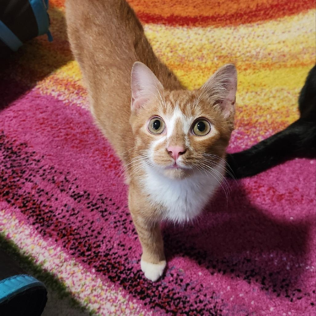 Sherbert, Adoptable, Young Male Domestic Short Hair.