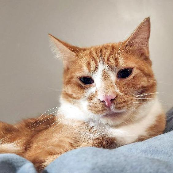 Sherbert, a Adoptable Domestic Short Hair in Fairfax, VA image 5/6