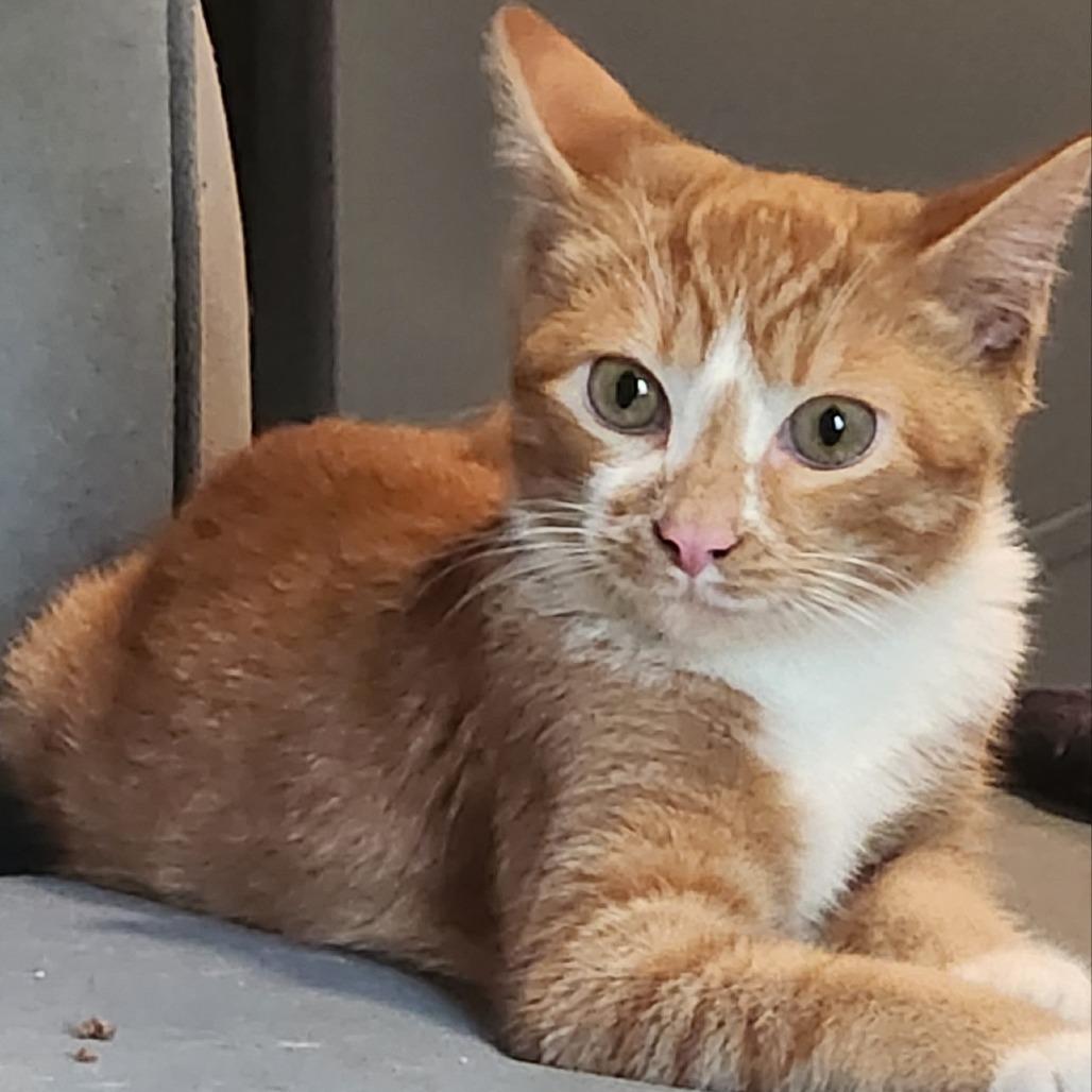 Sherbert, a Adoptable Domestic Short Hair in Fairfax, VA image 2/2