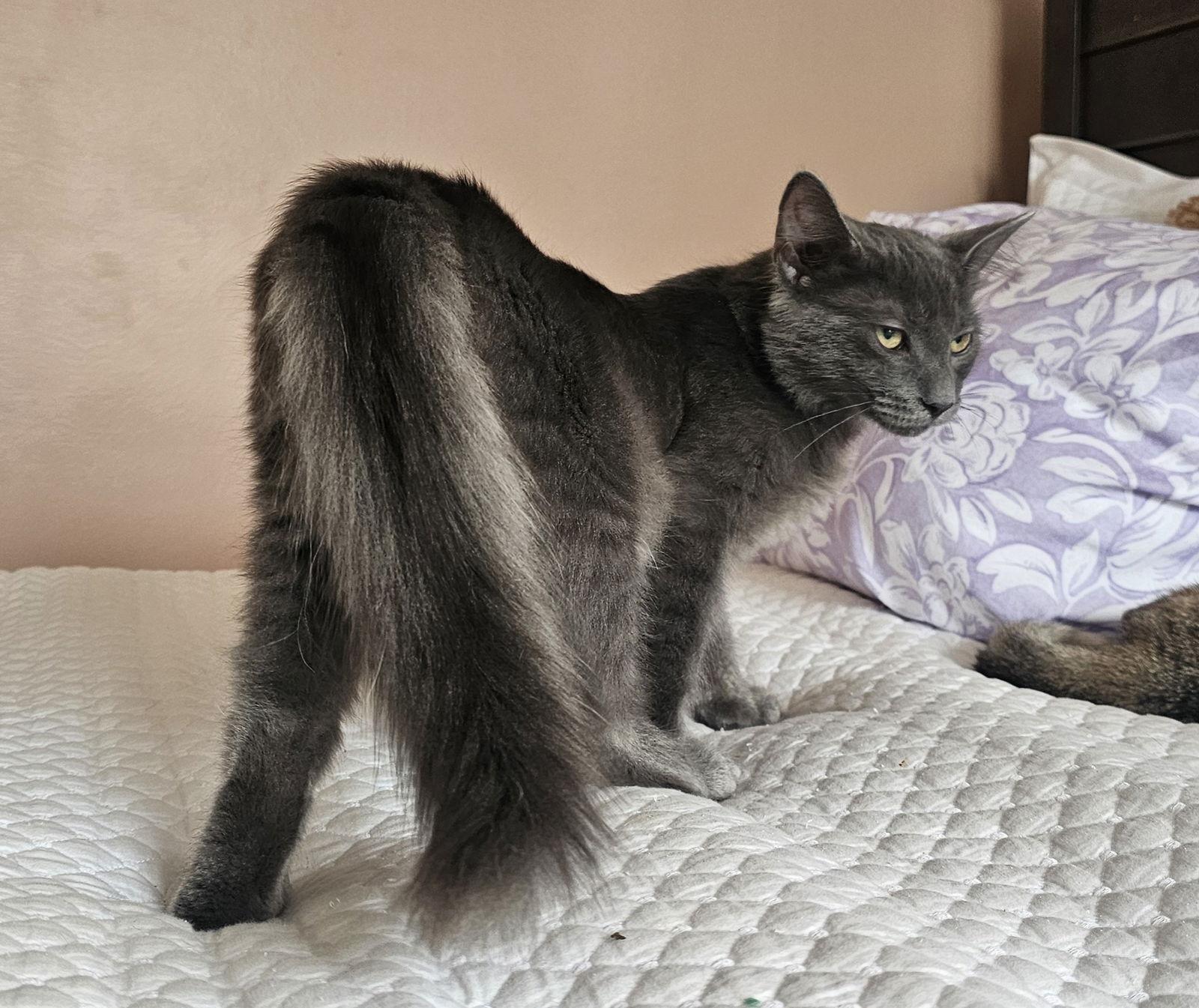 Ralph, Adoptable, Young Male Domestic Medium Hair.