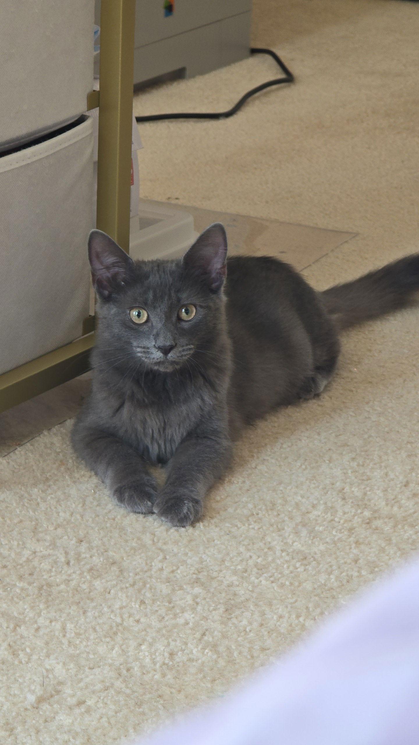 Ralph, a Adoptable Domestic Medium Hair image 2/3