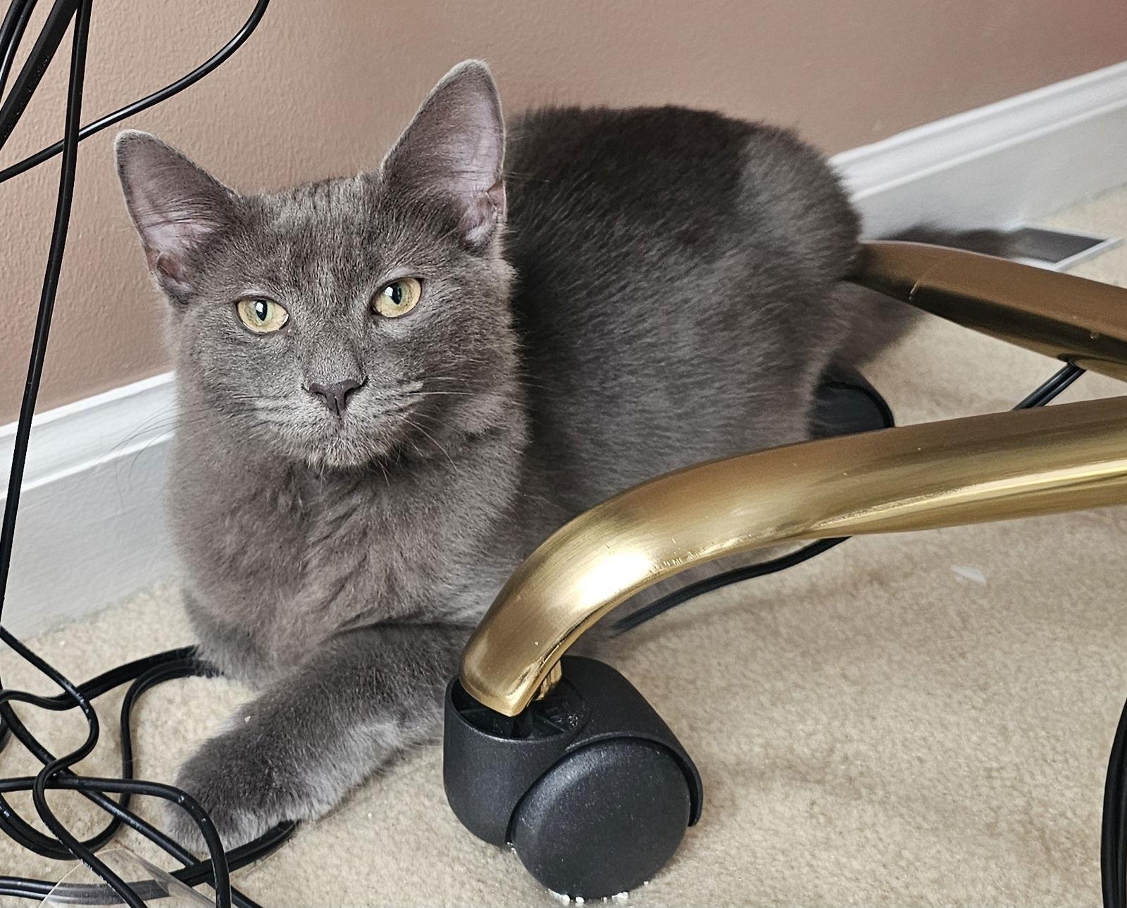 Ralph, a Adoptable Domestic Medium Hair image 3/3