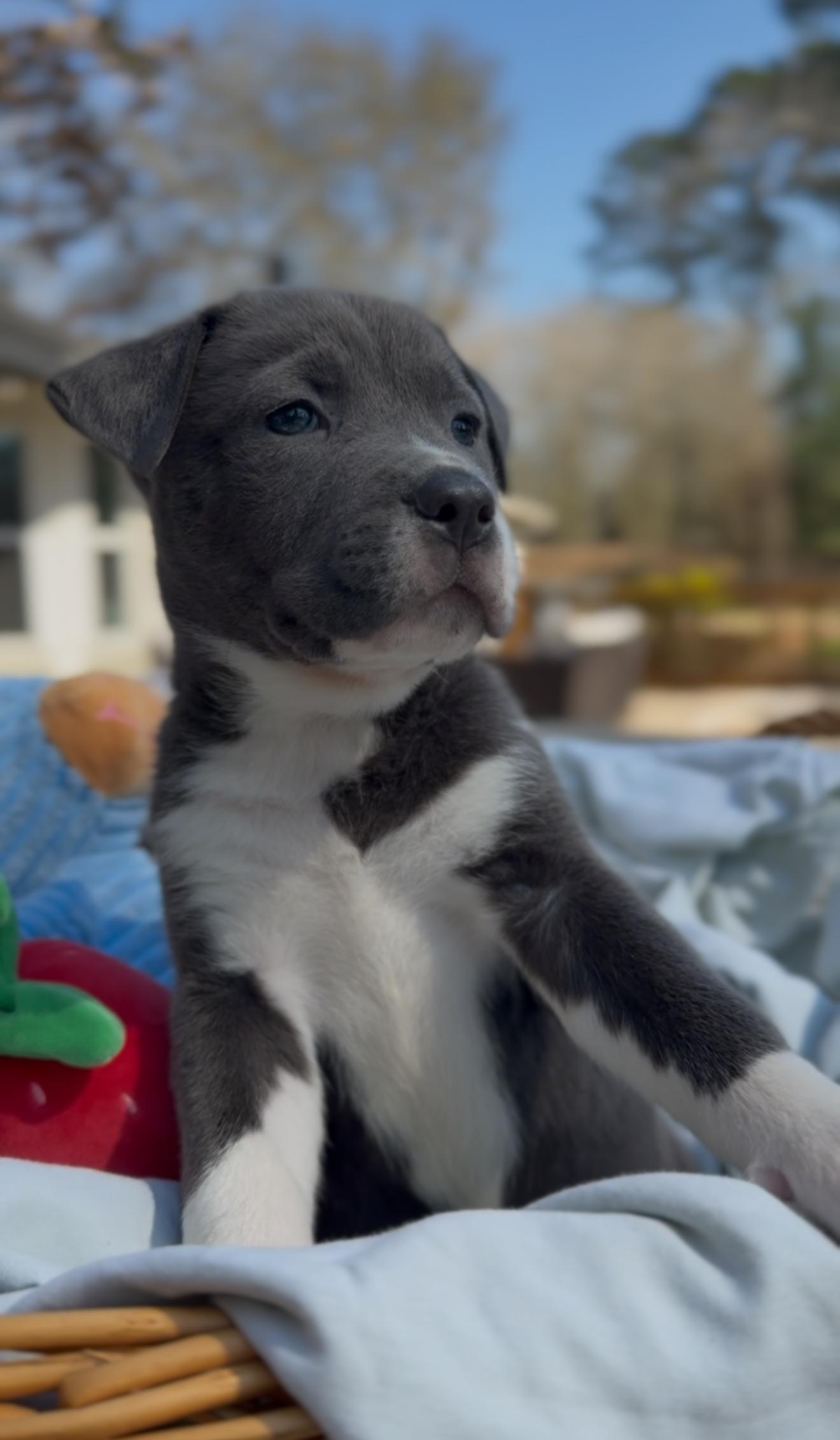 Enlarge Quincy, an adopted mixed breed in East Hartford, CT image 5/6