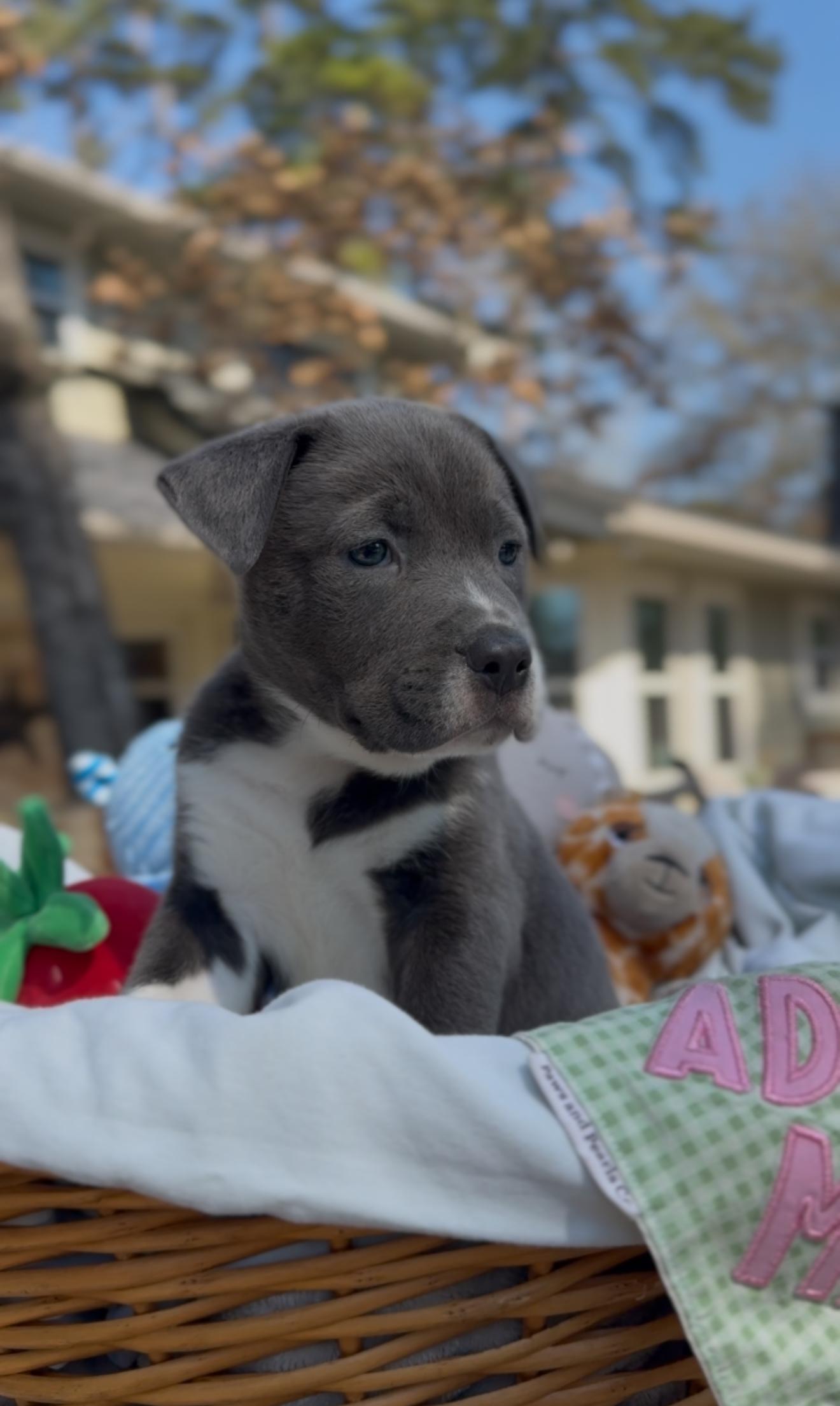 Enlarge Quincy, an adopted mixed breed in East Hartford, CT image 6/6