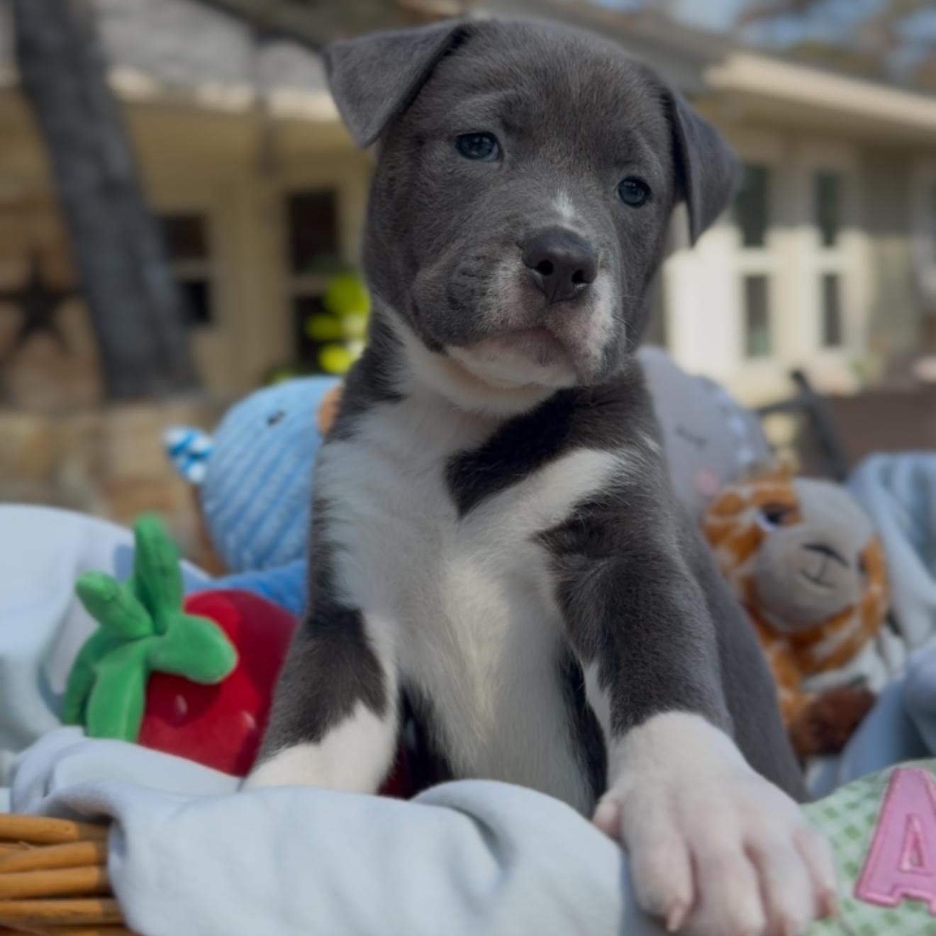 Quincy, adopted, Puppy Female American Staffordshire Terrier & Labrador Retriever.