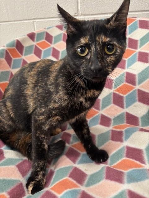 SAOIRSE, Adoptable, Adult Female Domestic Short Hair.