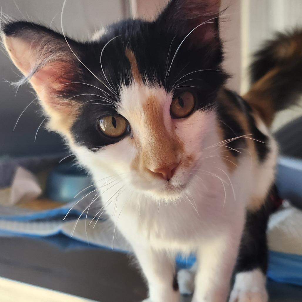 Enlarge Whitney, a Adoptable Domestic Short Hair in Ponca City, OK image 1/2