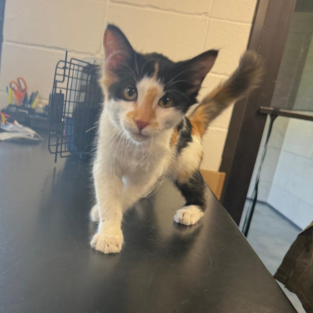 Enlarge Whitney, a Adoptable Domestic Short Hair in Ponca City, OK image 2/2