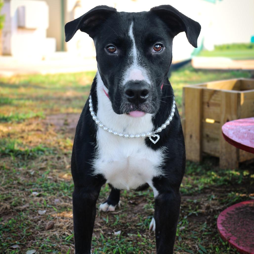 Annie Mae, a Adoptable Mixed Breed in Lake Jackson, TX image 1/4