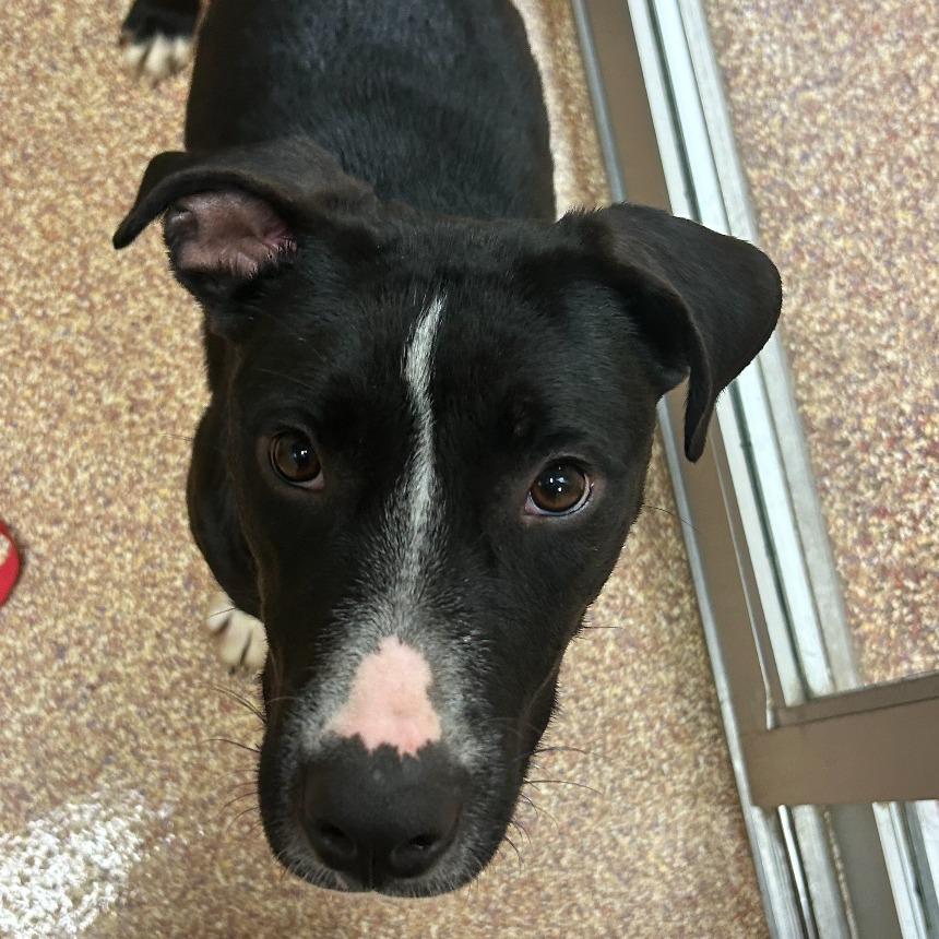 Annie Mae, a Adoptable Mixed Breed in Lake Jackson, TX image 2/4