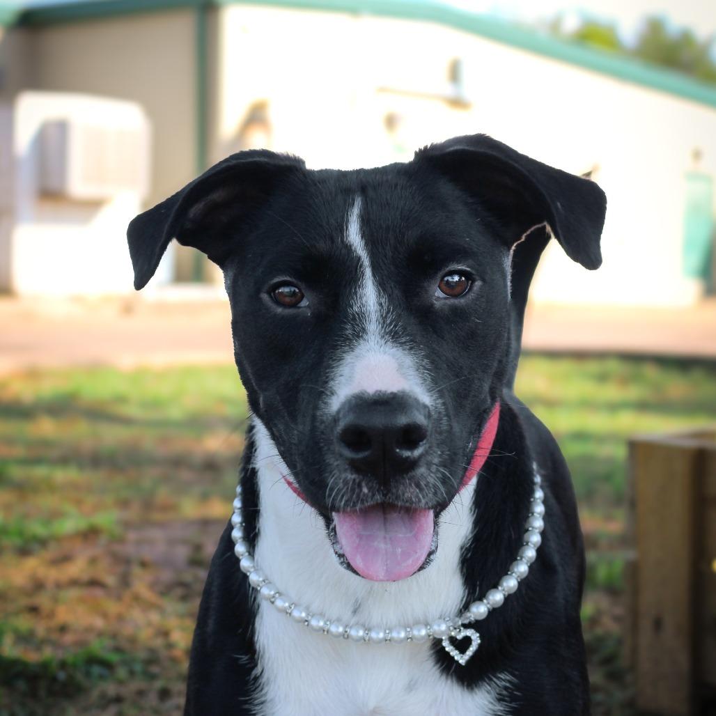 Annie Mae, a Adoptable Mixed Breed in Lake Jackson, TX image 3/4