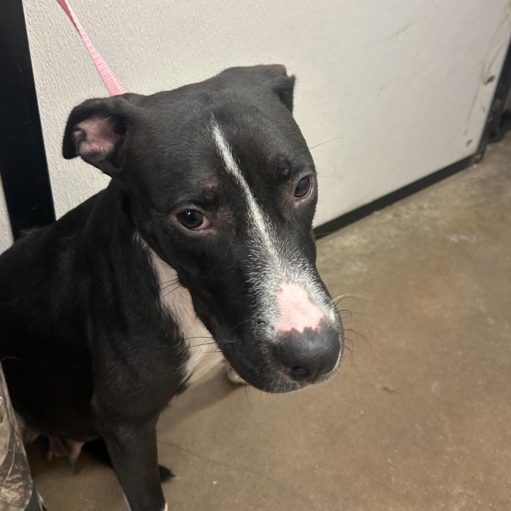 Annie Mae, a Adoptable Mixed Breed in Lake Jackson, TX image 4/4