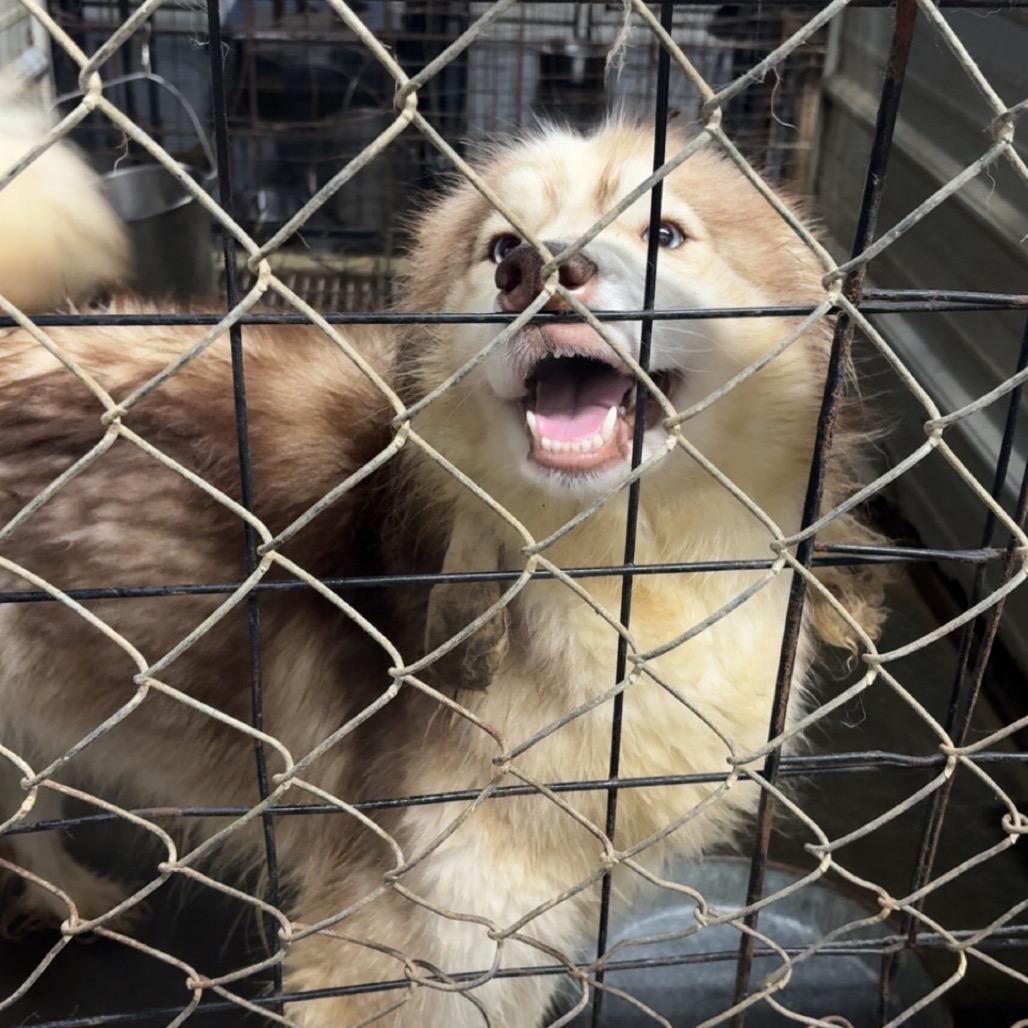 Charlie, Adoptable, Adult Female Husky.