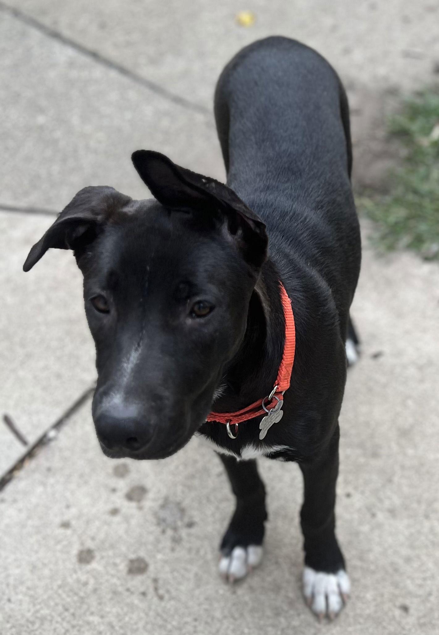 Av Litter SnowWhite, a Adoptable mixed breed in Livonia, MI image 1/3