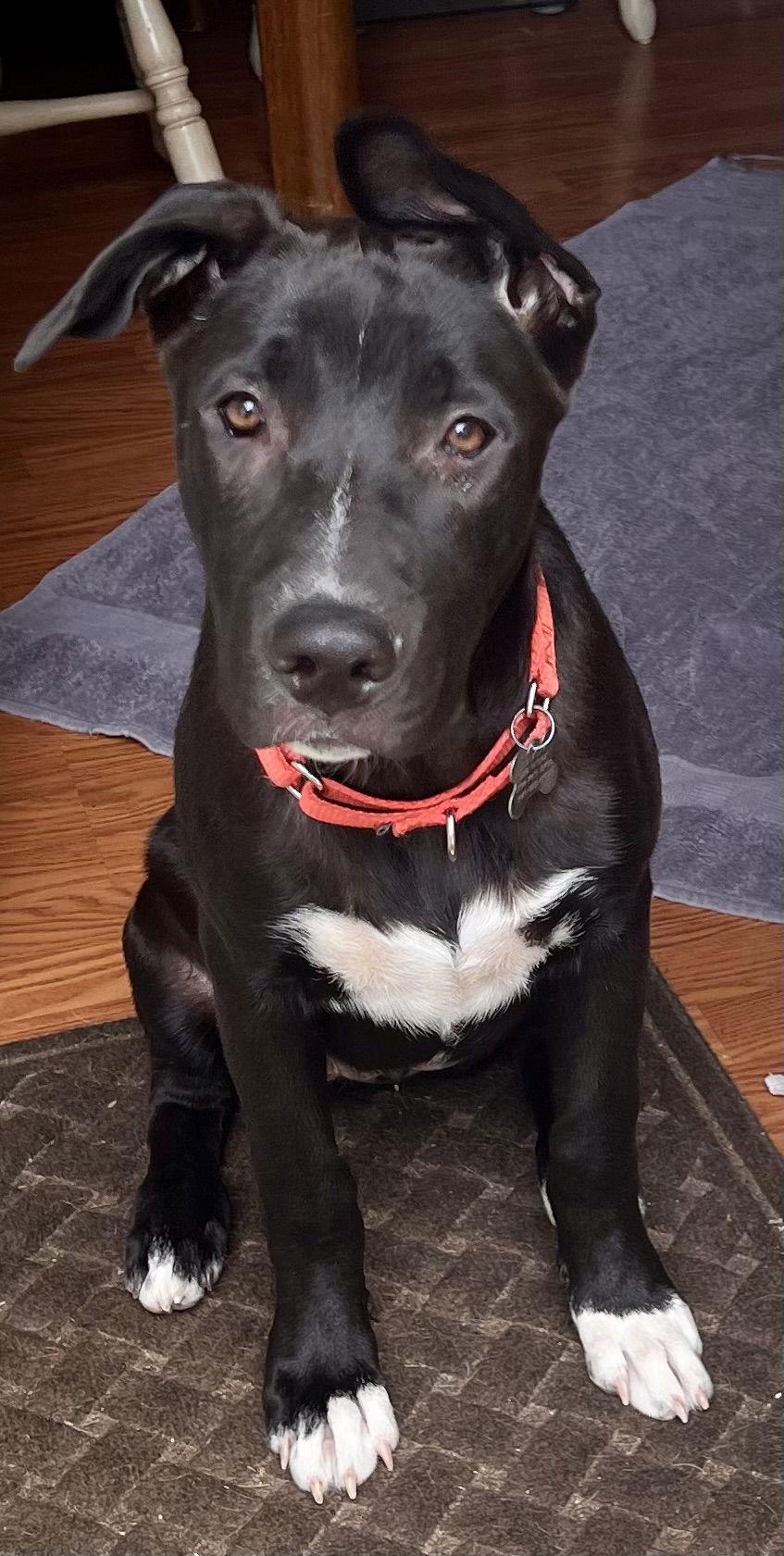 Av Litter SnowWhite, a Adoptable mixed breed in Livonia, MI image 2/3