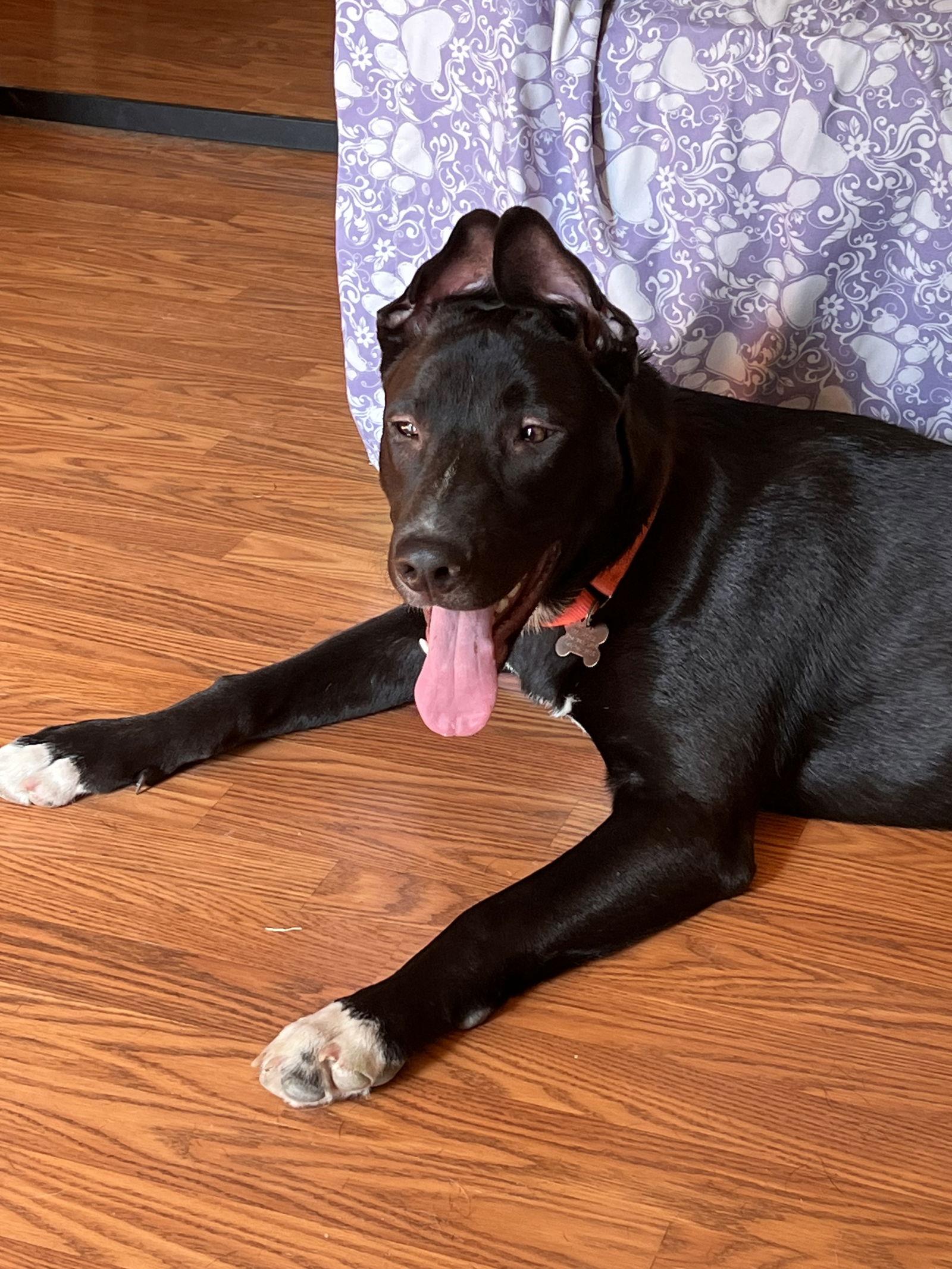 Av Litter SnowWhite, a Adoptable mixed breed in Livonia, MI image 3/3