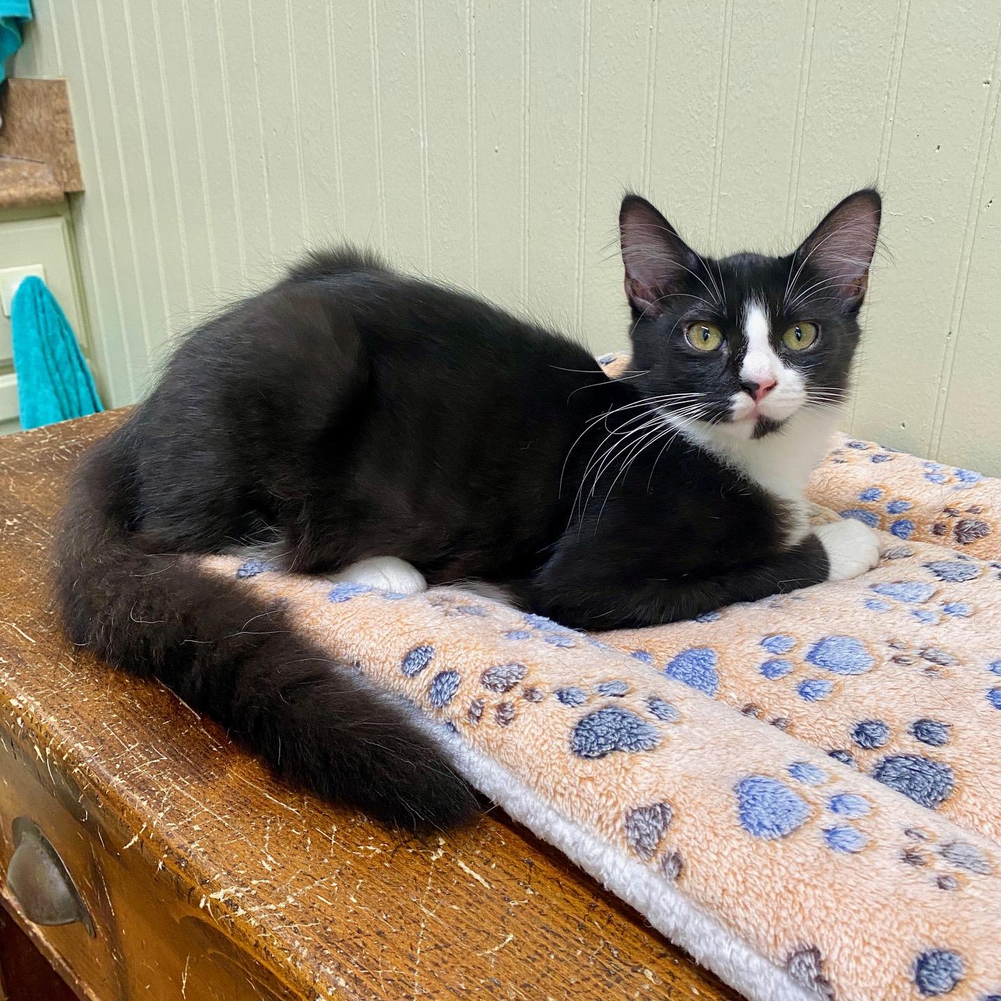 Gemma, ADOPTABLE, Kitten Female Tuxedo.
