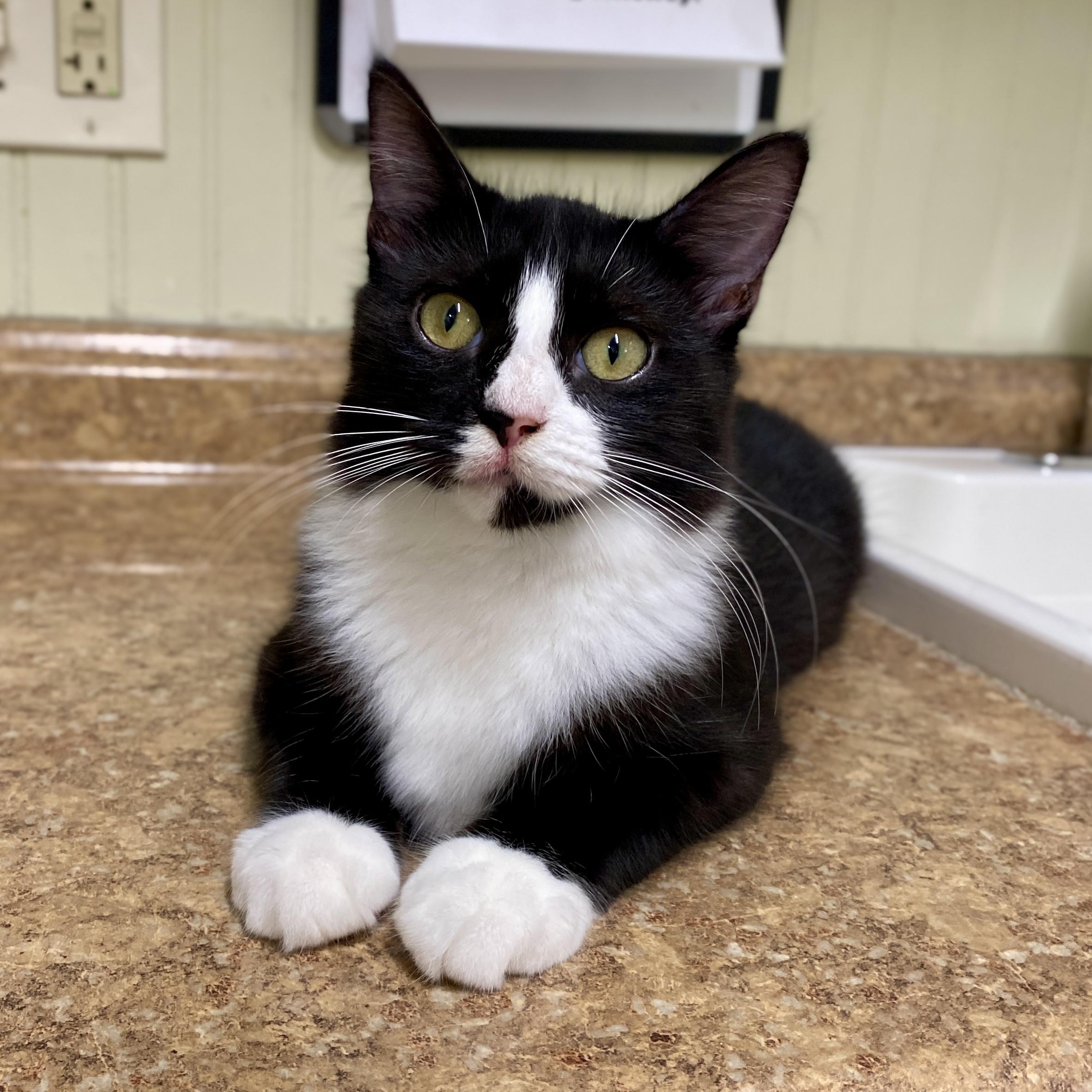 Enlarge Gemma, a Adoptable Tuxedo in Jasper, GA image 2/3